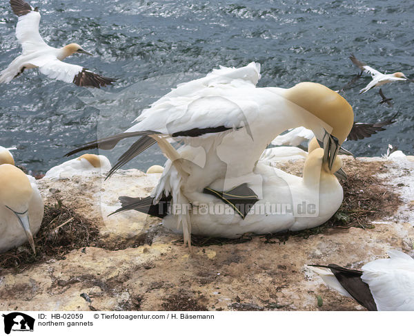 Basstlpel / northern gannets / HB-02059