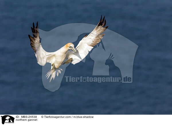 northern gannet / MBS-24538