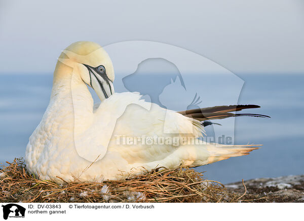 Basstlpel / northern gannet / DV-03843