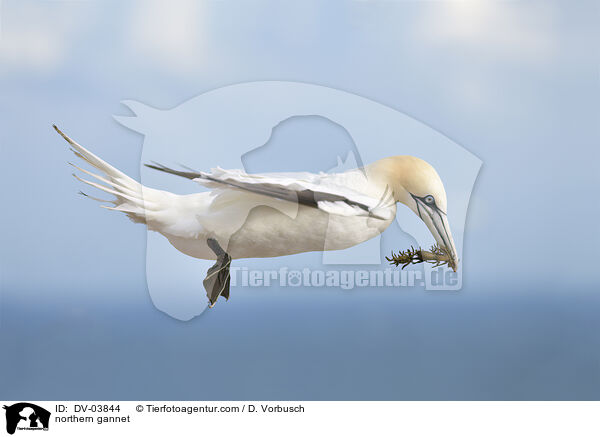 Basstlpel / northern gannet / DV-03844