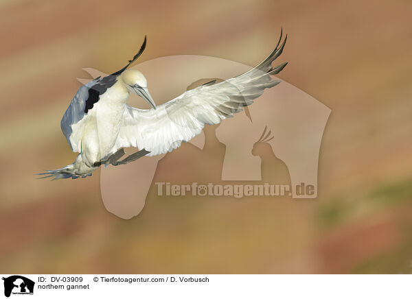 northern gannet / DV-03909