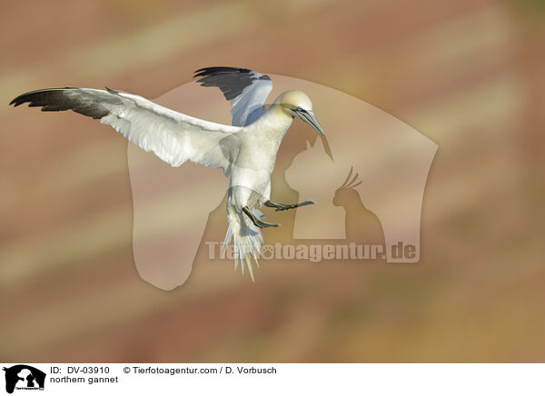 northern gannet / DV-03910