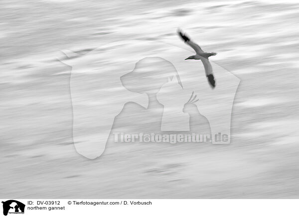 northern gannet / DV-03912