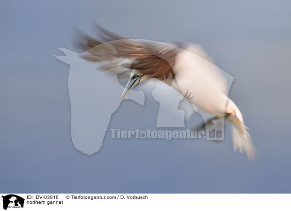 Basstlpel / northern gannet / DV-03916