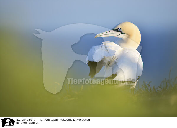 northern gannet / DV-03917
