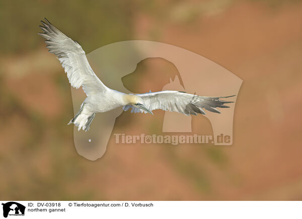 northern gannet / DV-03918