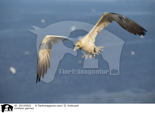 Basstlpel / northern gannet / DV-03922