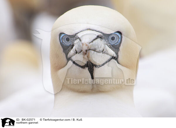 Basstlpel / northern gannet / BK-02571
