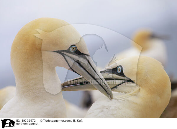 northern gannet / BK-02572