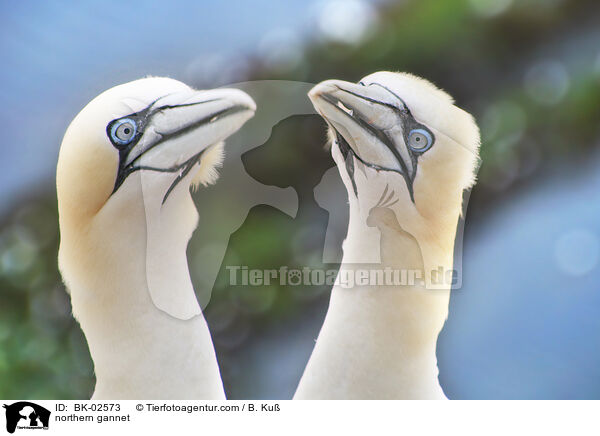 northern gannet / BK-02573