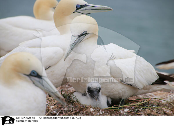 Basstlpel / northern gannet / BK-02575