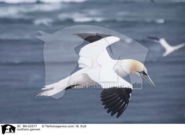 northern gannet / BK-02577
