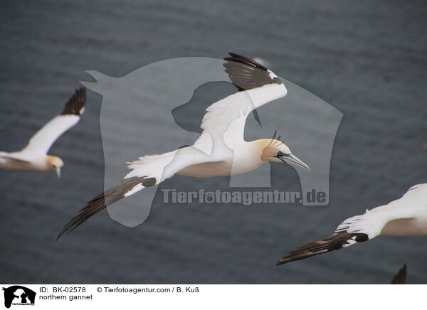 northern gannet / BK-02578