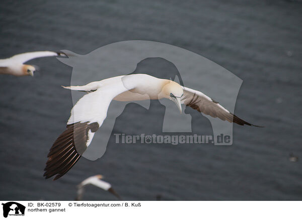 northern gannet / BK-02579