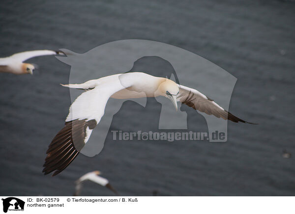 Basstlpel / northern gannet / BK-02579