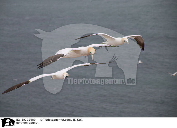 northern gannet / BK-02580