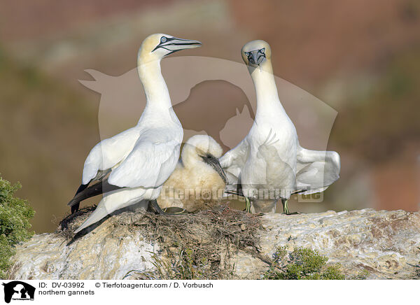 northern gannets / DV-03992