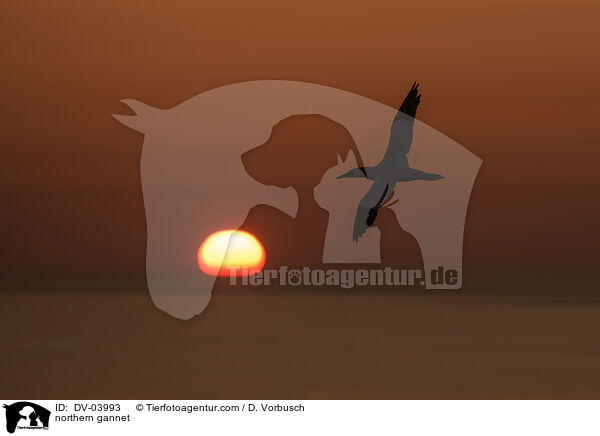 northern gannet / DV-03993