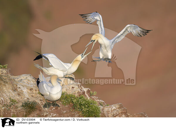 northern gannets / DV-03994