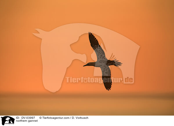 Basstlpel / northern gannet / DV-03997