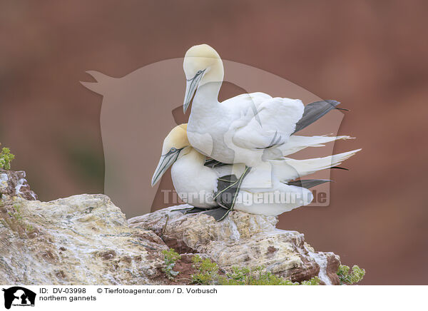 northern gannets / DV-03998
