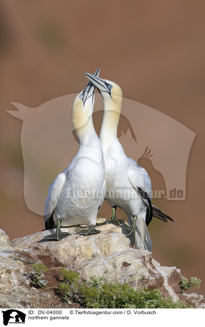 northern gannets / DV-04000