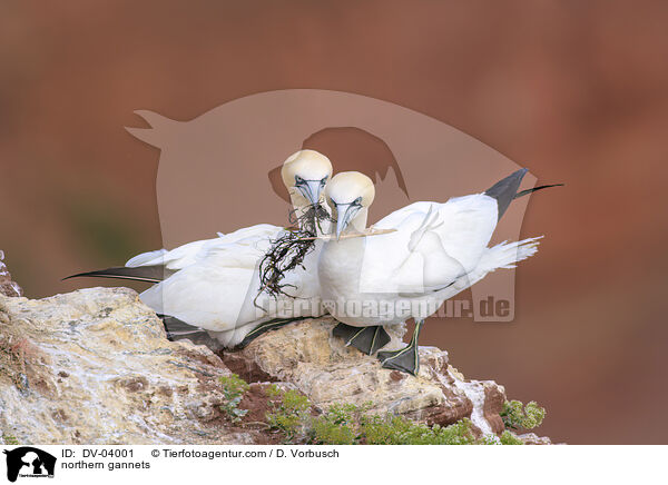 northern gannets / DV-04001
