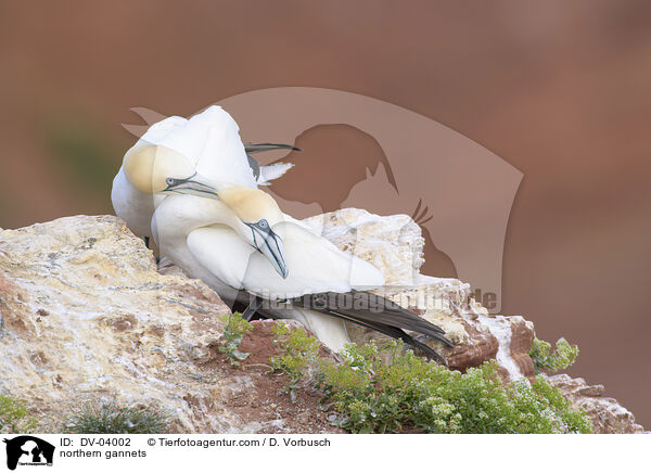 northern gannets / DV-04002