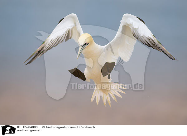 northern gannet / DV-04003