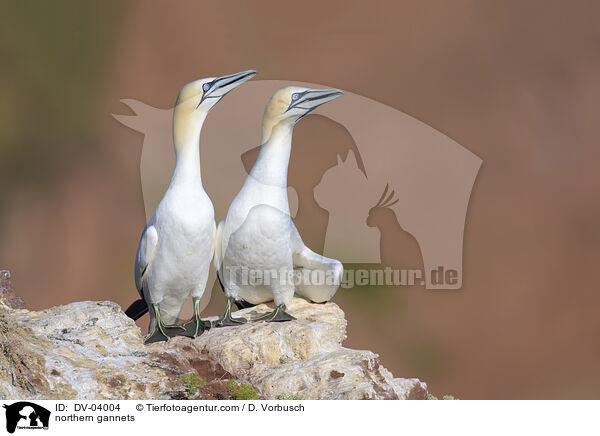 Basstlpel / northern gannets / DV-04004