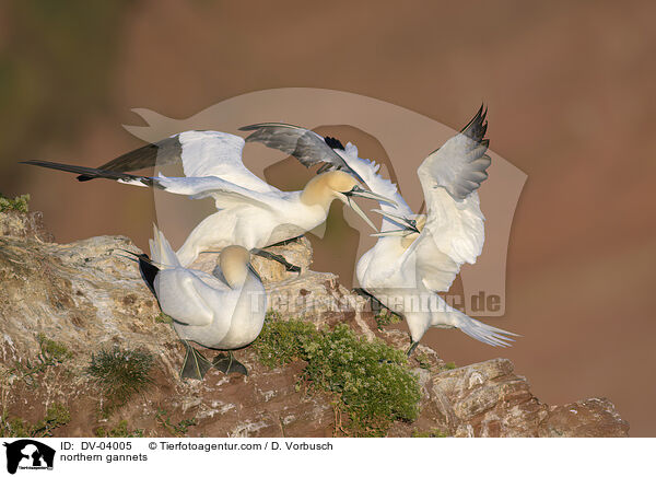 northern gannets / DV-04005