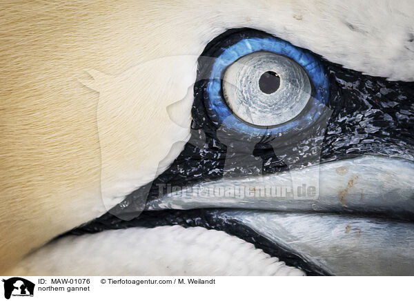 Basstlpel / northern gannet / MAW-01076