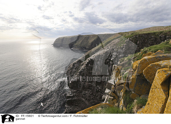 Basstlpel / gannet / FF-15601