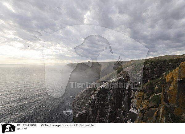Basstlpel / gannet / FF-15602