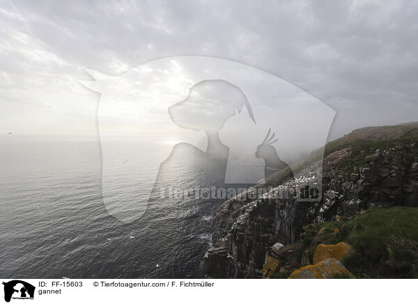 gannet / FF-15603