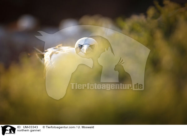 northern gannet / UM-03343