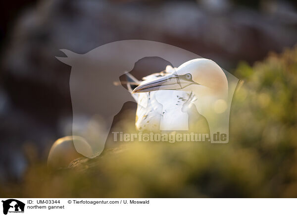 Basstlpel / northern gannet / UM-03344