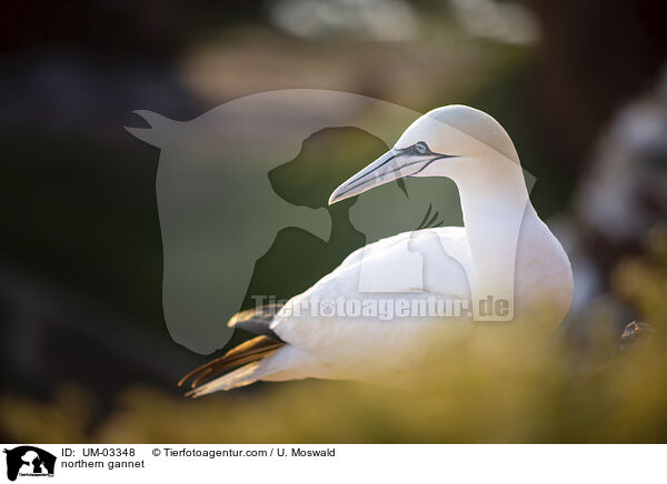 northern gannet / UM-03348
