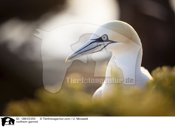 northern gannet / UM-03350