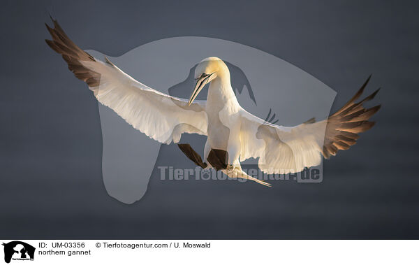 Basstlpel / northern gannet / UM-03356