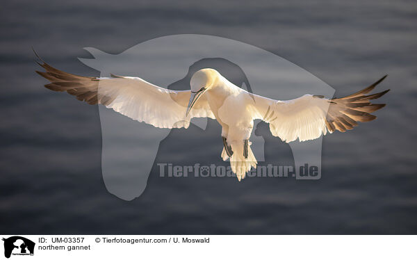 northern gannet / UM-03357