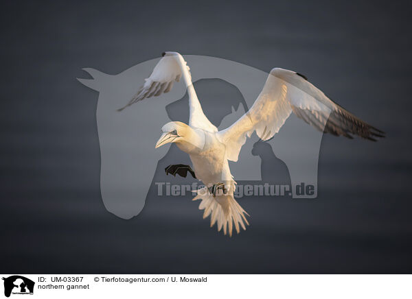 northern gannet / UM-03367