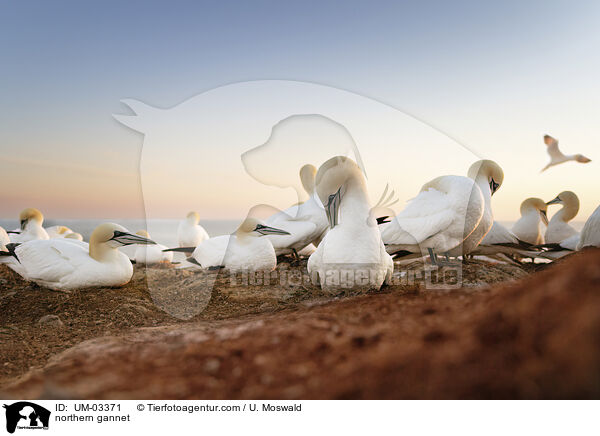 Basstlpel / northern gannet / UM-03371
