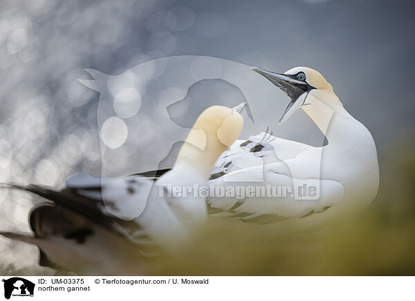 northern gannet / UM-03375