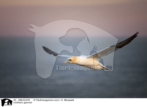 northern gannet / UM-03376