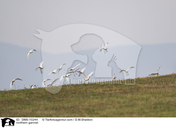 northern gannet / DMS-10244