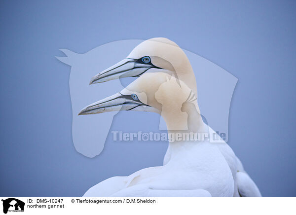 northern gannet / DMS-10247