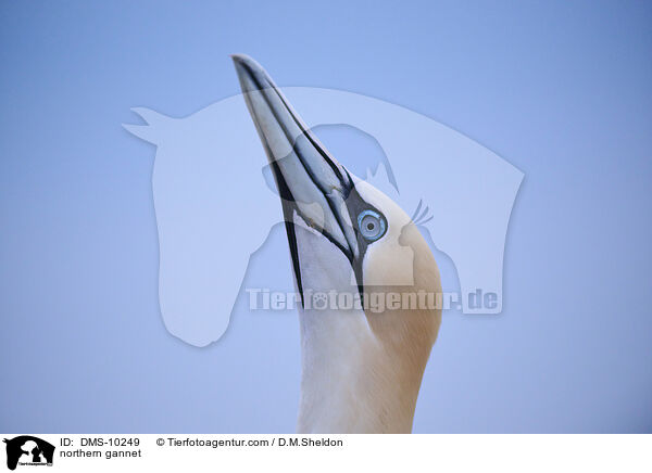 Basst�lpel / northern gannet / DMS-10249
