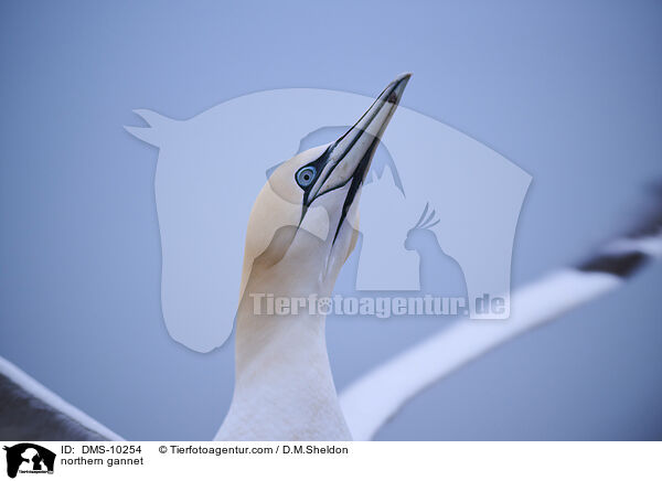 northern gannet / DMS-10254