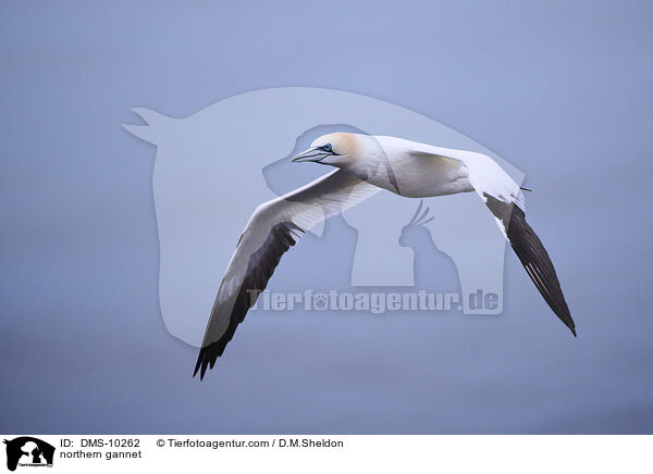 Basstlpel / northern gannet / DMS-10262